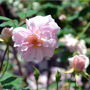 Cecile Brunner Rose (Rosa cv.)